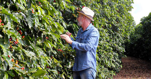 Cafeeiro, usando um chapéu e uma camiseta de botão jeans, cultivando planta de café. 