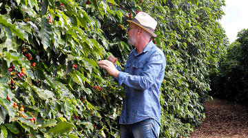 Cafeeiro, usando um chapéu e uma camiseta de botão jeans, cultivando planta de café. 