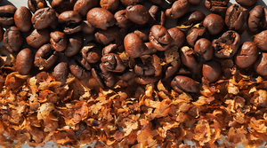 Casca de café e energia renovável: Café Baggio e Grupo Interação