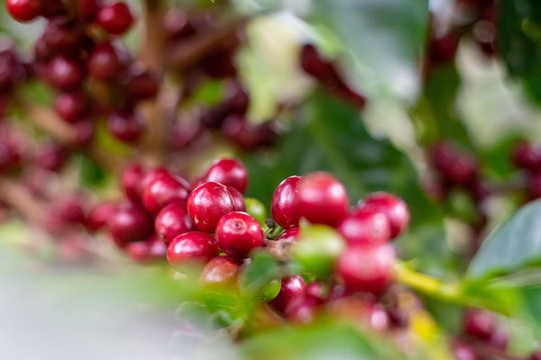 Como funciona o processo de produção do café